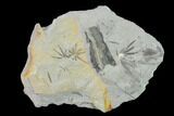 Pennsylvanian Fossil Horsetail (Annularia) Plate - Kentucky #136789-1